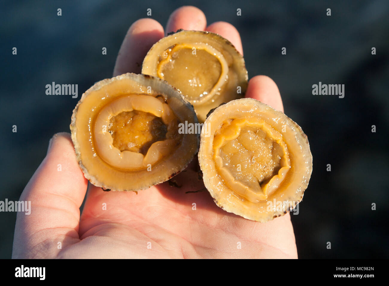 Common limpets, Patella vulgata, gathered while foraging for shellfish ...