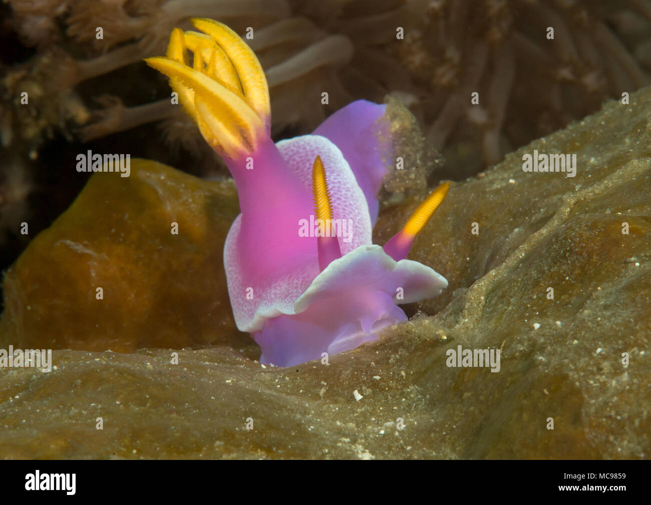 Giant hypselodoris apolegma nudibranch ( Risbecia apolegma ) crawling on coral of Bali. Indonesia Stock Photo