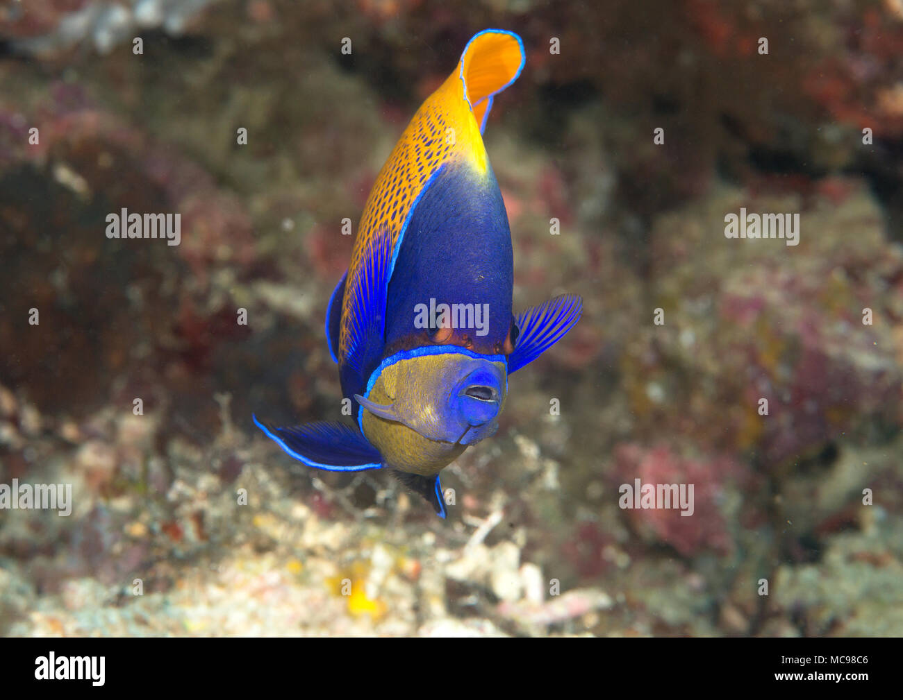 Blueface or yellowface angelfish ( Pomacanthus xanthometopon ) swimming over corals of Bali, Indonesia Stock Photo