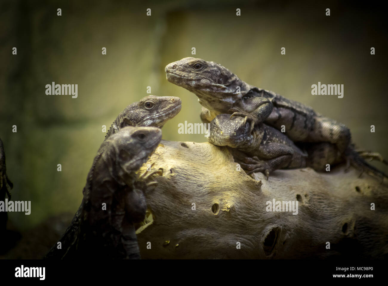 a family of lizards relaxing on a log Stock Photo Alamy