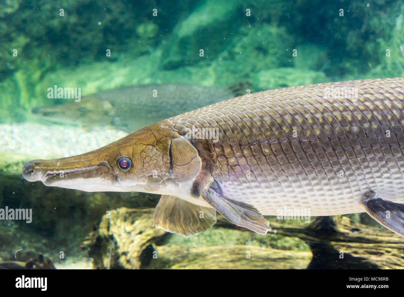 Arapaima Gigas Also Known As Pirarucu Is A Species Of Arapaima Native To The Basin Of The Amazon River Once Believed To Be The Sole Species In The Stock Photo Alamy Arapaima Gigas Also Known As Pirarucu Is A Species Of Arapaima Native To The Basin Of The Amazon River Once Believed To Be The Sole Species In The Stock Photo Alamy