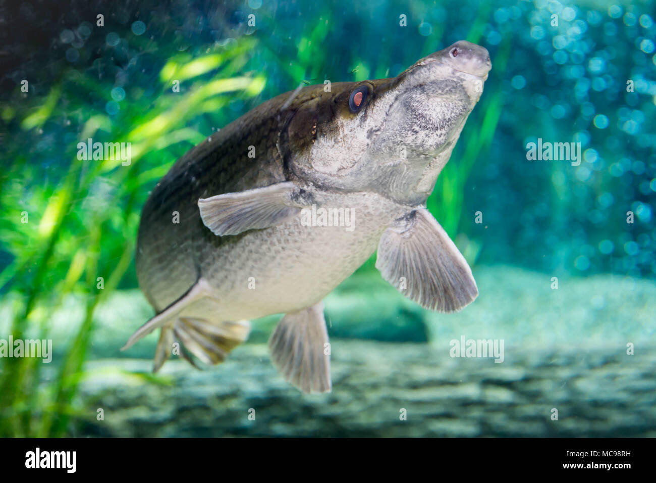 Arapaima Gigas Also Known As Pirarucu Is A Species Of Arapaima Native To The Basin Of The Amazon River Once Believed To Be The Sole Species In The Stock Photo Alamy Arapaima Gigas Also Known As Pirarucu Is A Species Of Arapaima Native To The Basin Of The Amazon River Once Believed To Be The Sole Species In The Stock Photo Alamy