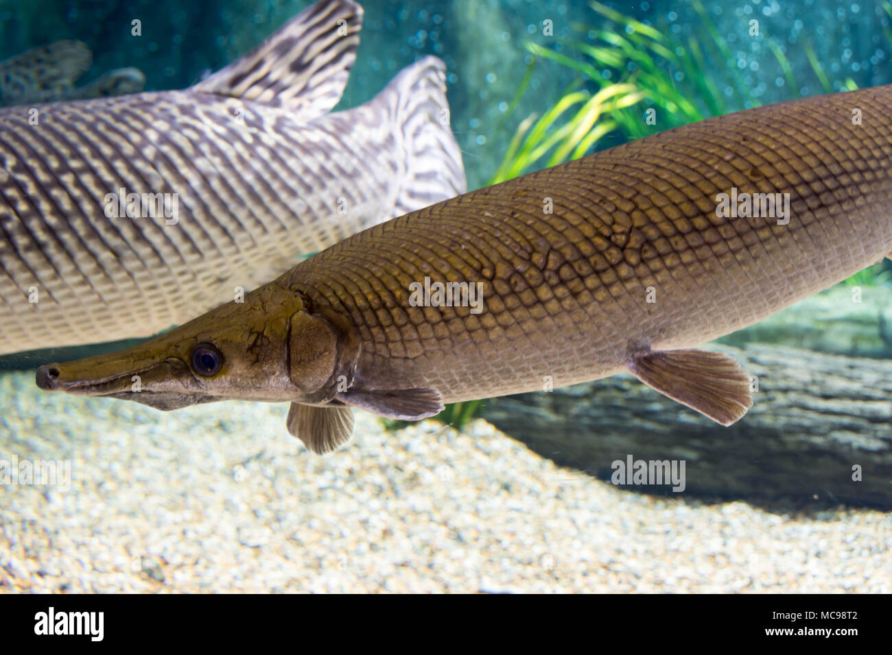 Arapaima Gigas Also Known As Pirarucu Is A Species Of Arapaima Native To The Basin Of The Amazon River Once Believed To Be The Sole Species In The Stock Photo Alamy Arapaima Gigas Also Known As Pirarucu Is A Species Of Arapaima Native To The Basin Of The Amazon River Once Believed To Be The Sole Species In The Stock Photo Alamy