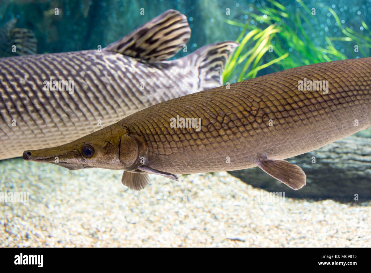Arapaima Gigas Also Known As Pirarucu Is A Species Of Arapaima Native To The Basin Of The Amazon River Once Believed To Be The Sole Species In The Stock Photo Alamy Arapaima Gigas Also Known As Pirarucu Is A Species Of Arapaima Native To The Basin Of The Amazon River Once Believed To Be The Sole Species In The Stock Photo Alamy