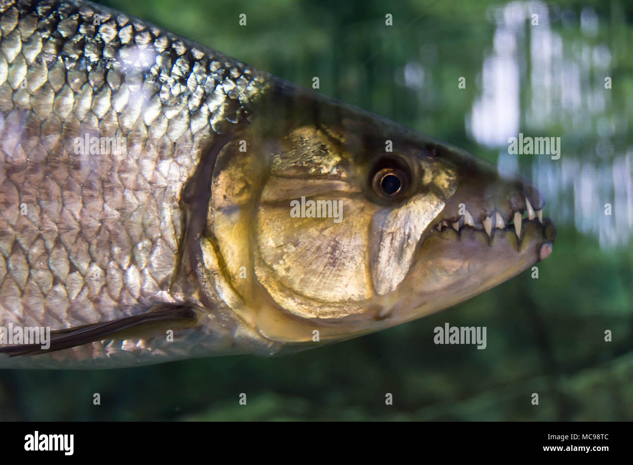 Tiger fish focusing on head showing its big teeth. Being displayed in