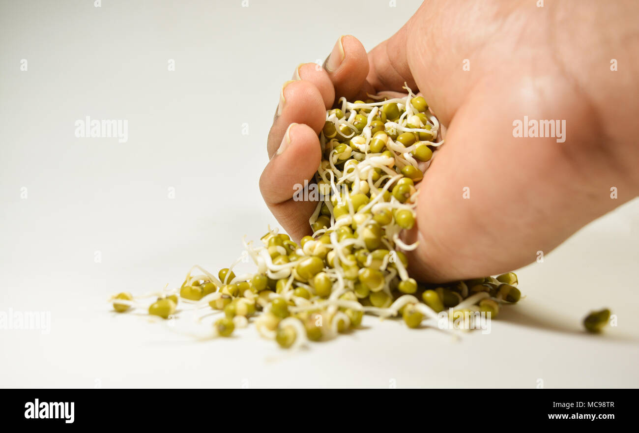 sprouted green gram coming out of hand on isolated white background Stock Photo