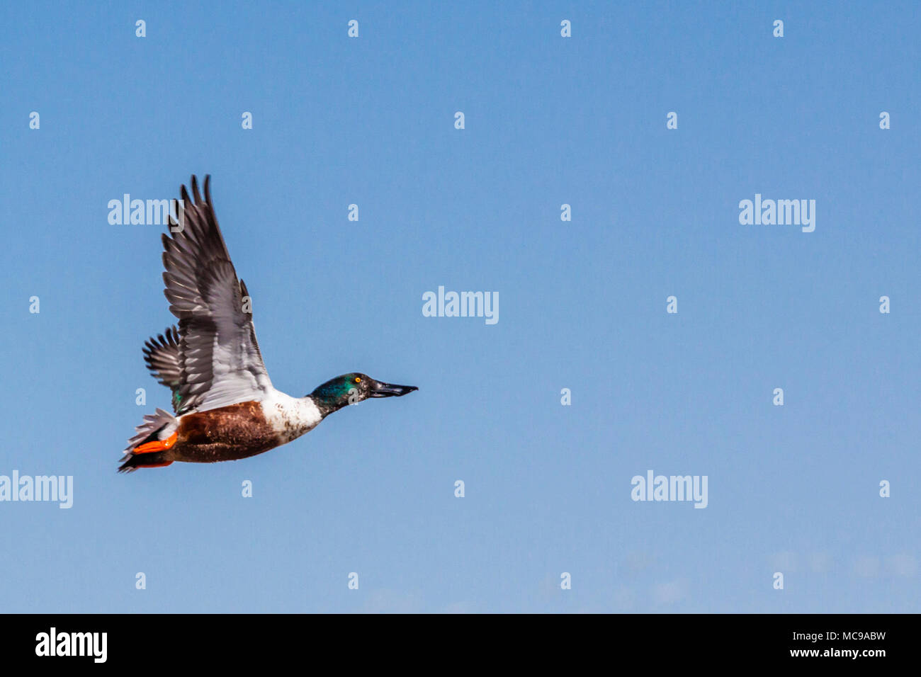 Northern Shoveler duck, Anas clypeata, at Bosque del Apache National Wildlife Refuge in New Mexico. Stock Photo