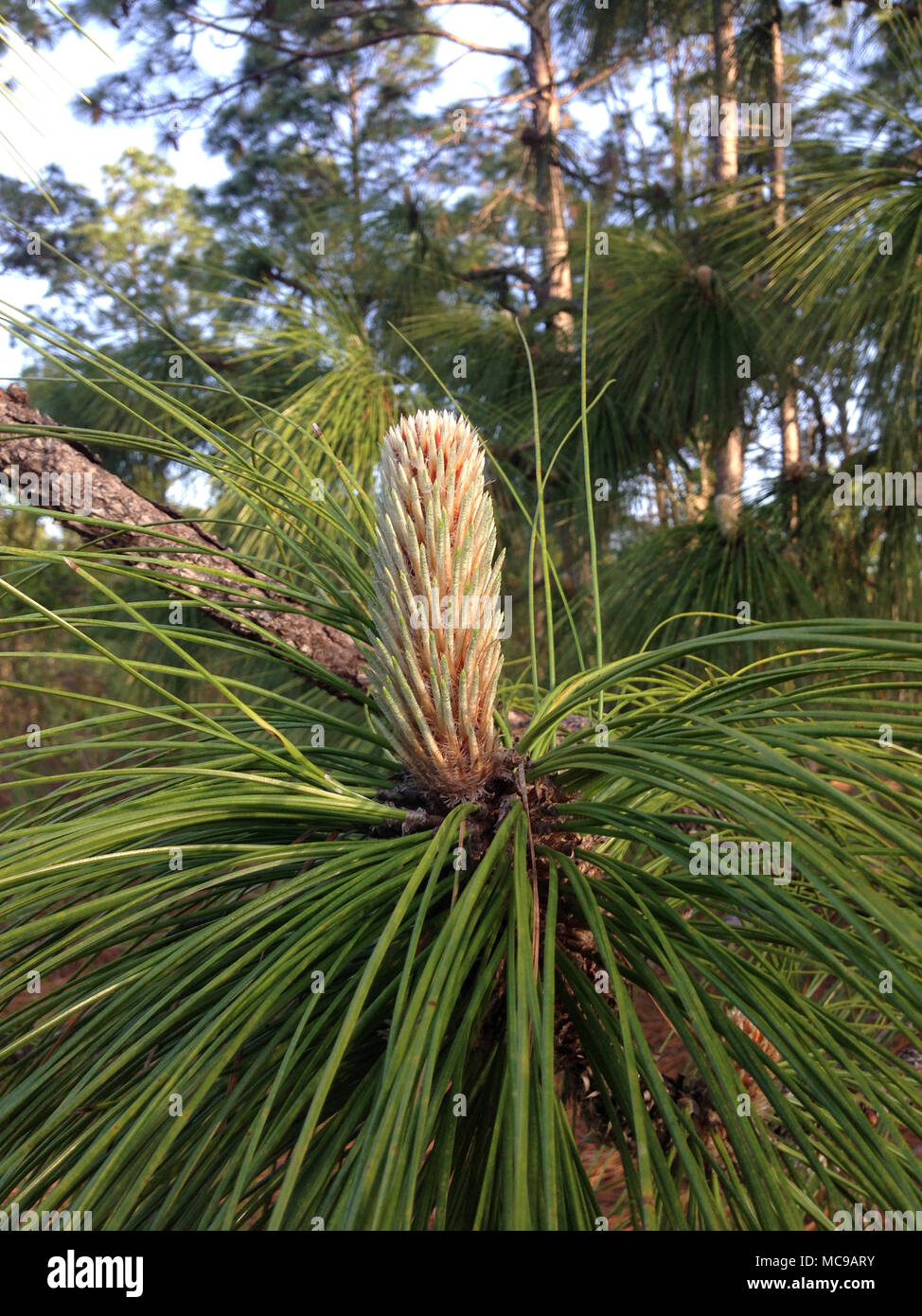 Young, developing pine cone of the Florida Slash Pne tree. Stock Photo