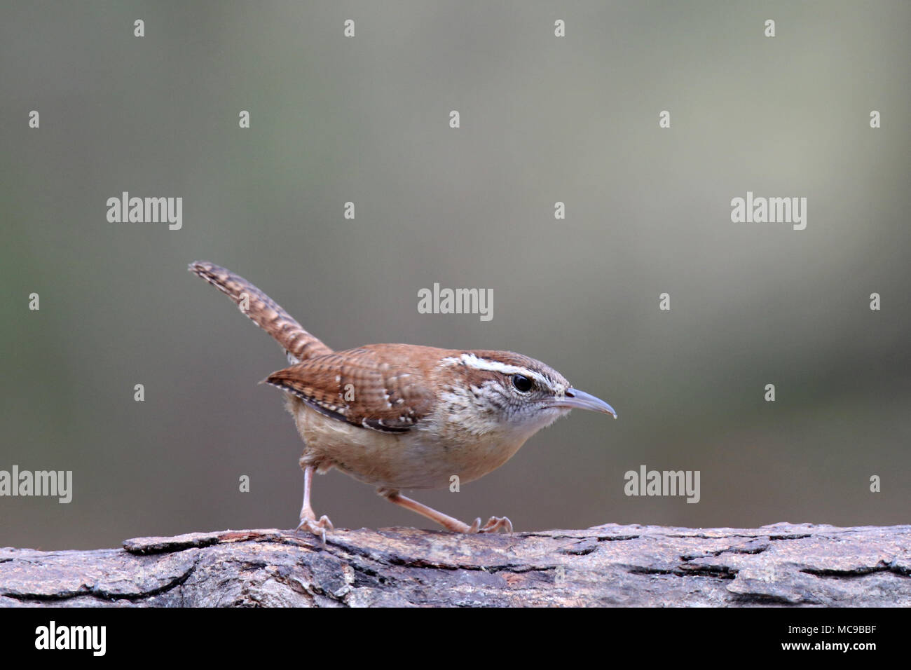 A Carolina wren Thryothorus ludovicianus foraging for food on a branch Stock Photo