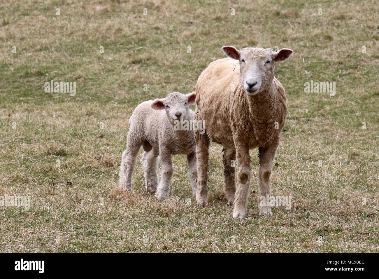 A mother sheep with her lamb grazing in a field on a farm in Springtime Stock Photo