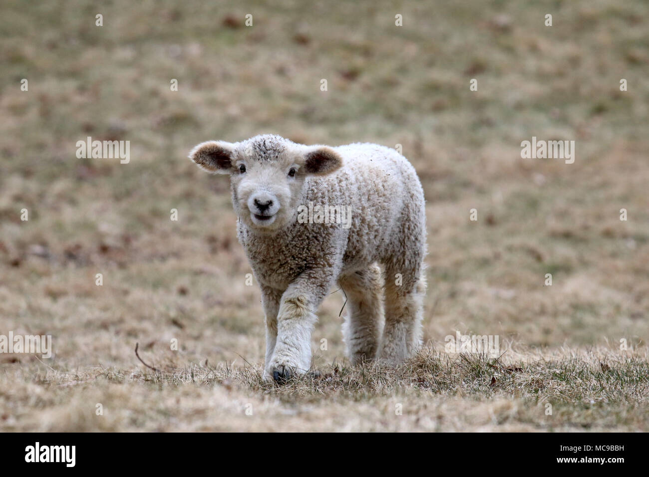 A white woolly lamb walking in a field in Springtime Stock Photo