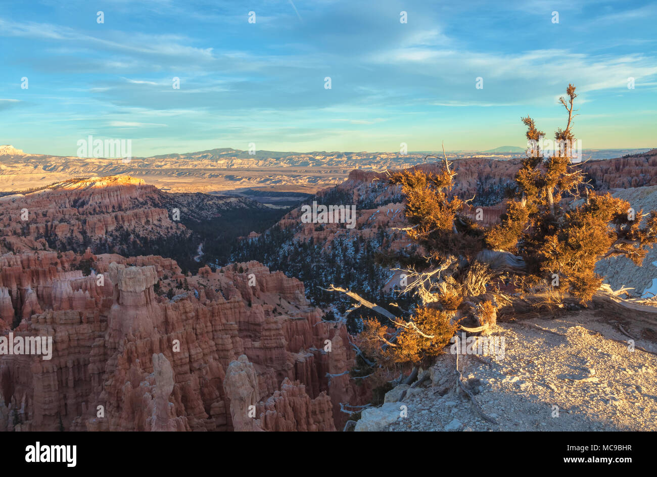 Bristlecone pine (Pinus longaeva) and the Bryce Canyon on a winter evening, Bryce Canyon National Park, Utah, United States. Stock Photo