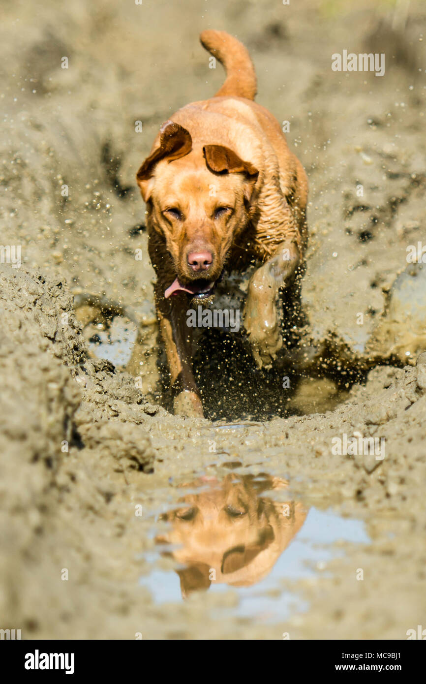Muddy dog hires stock photography and images Alamy