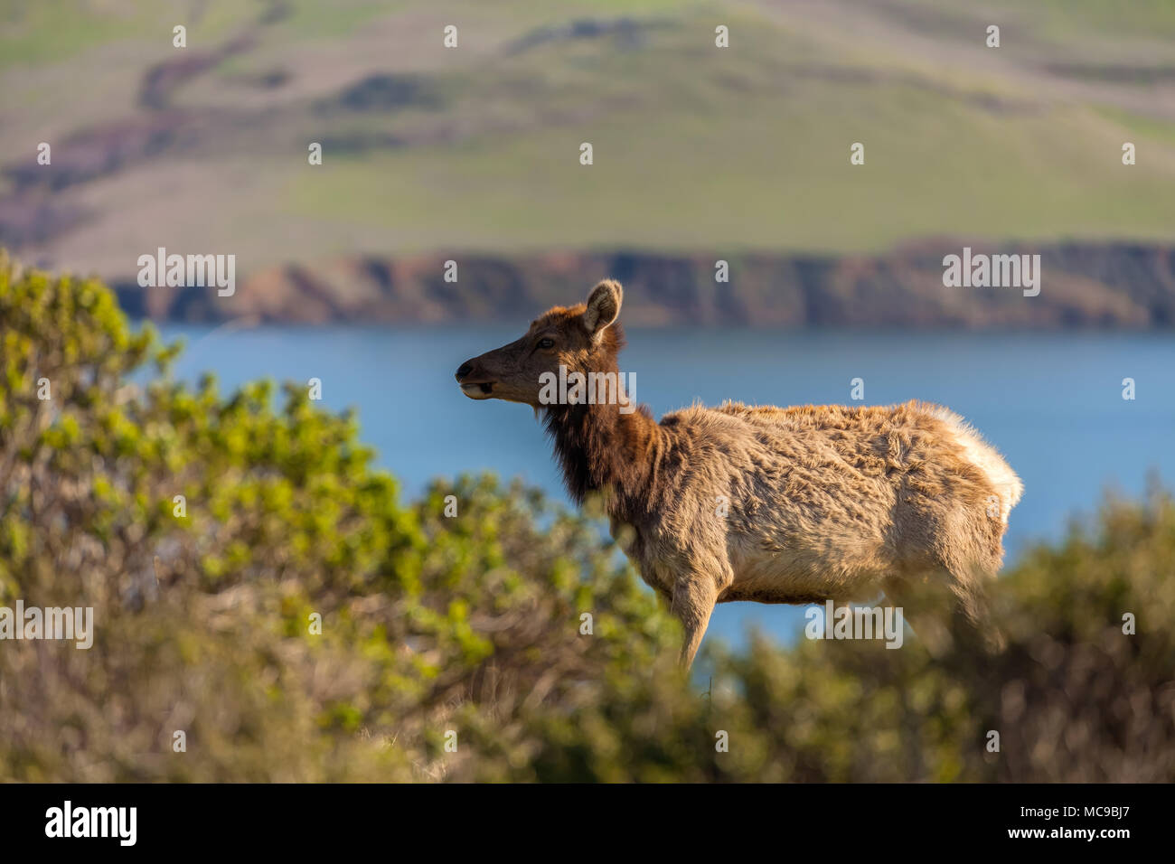 female tule elk (Cervus canadensis nannodes) in Point Reyes National Seashore, California, United States. Stock Photo