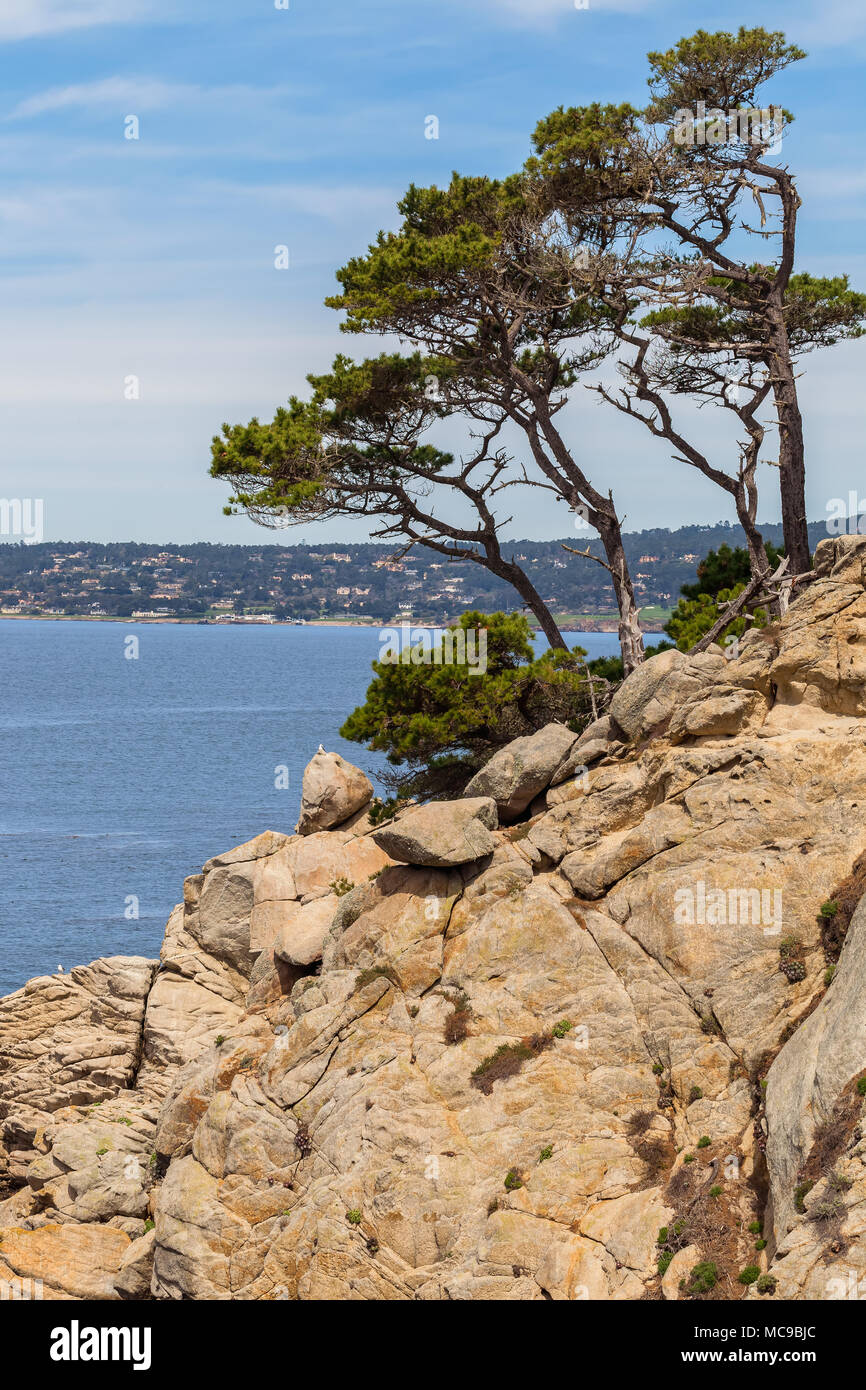 Monterey pines (Pinus radiata) grow along the California coast at Point Lobos State Natural Reserve, United States. Stock Photo