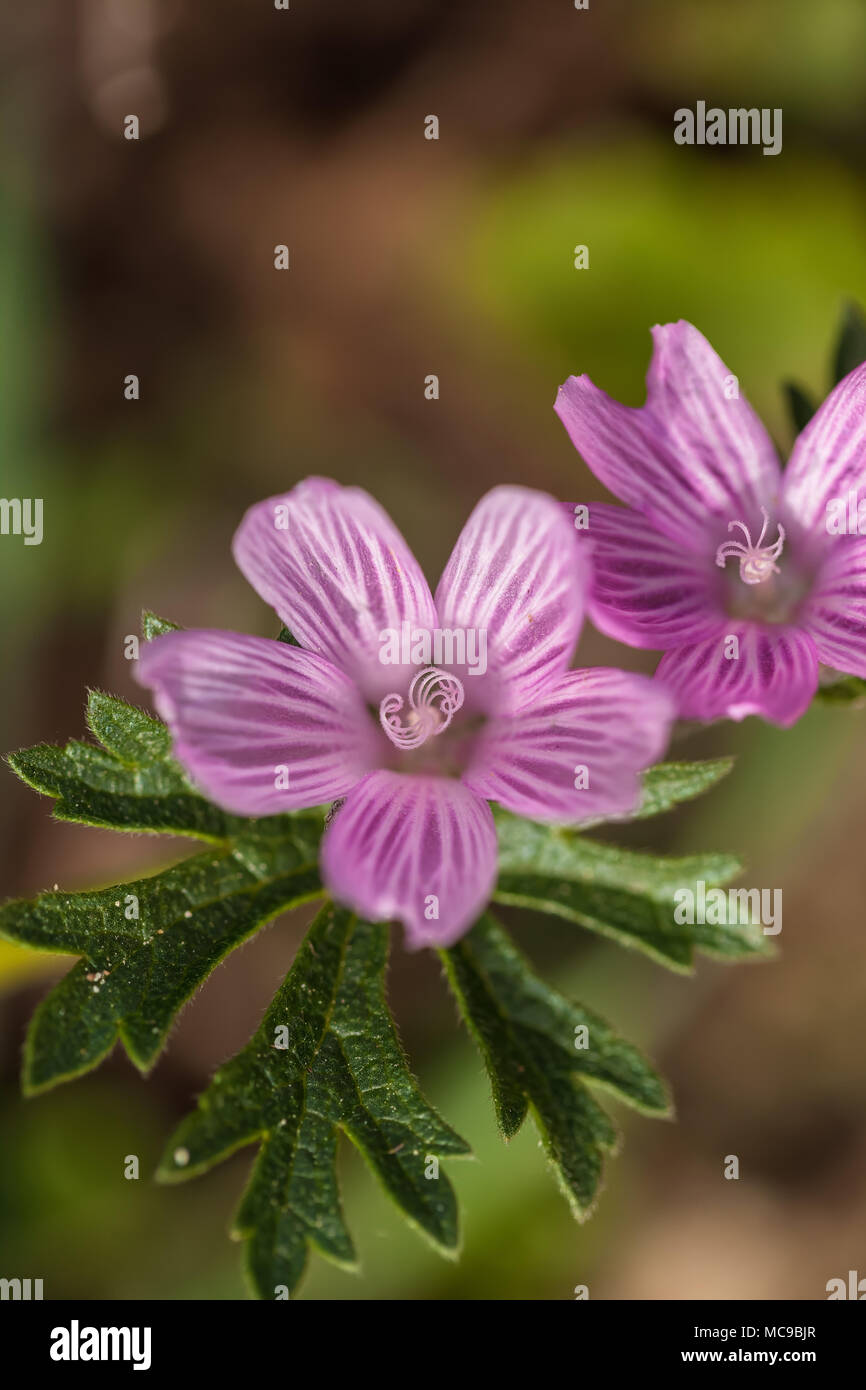 Dwarf checkermallow flowers (Sidalcea malviflora) bloom in early spring  in Point Lobos State Natural Reserve, California, United States. Stock Photo