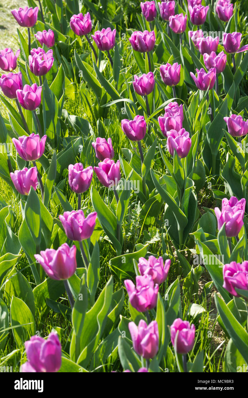 Field with tulips in Hungary Stock Photo