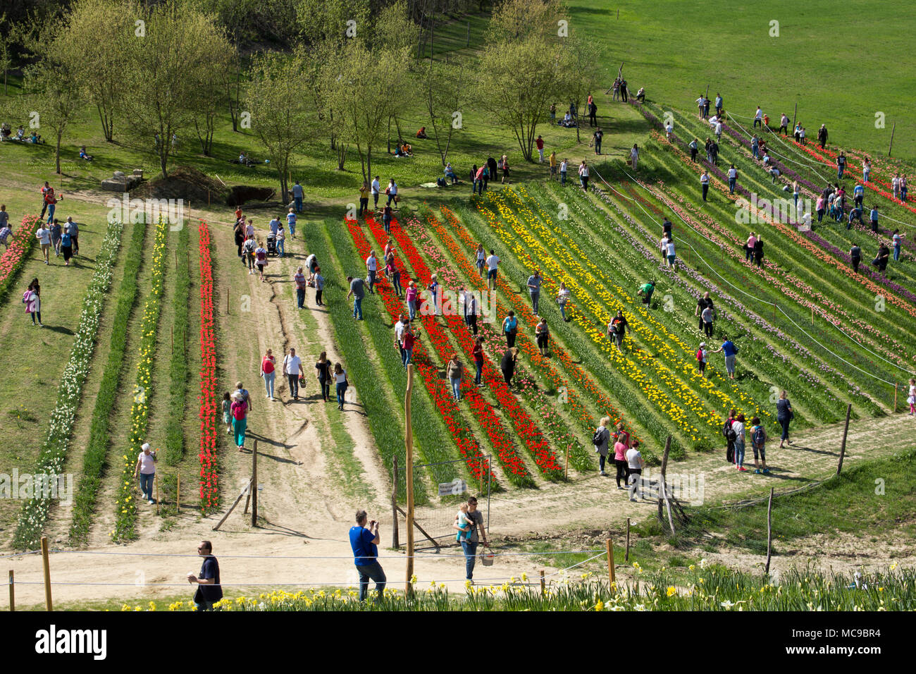 People picking tulips and daffodils in Hungary Stock Photo