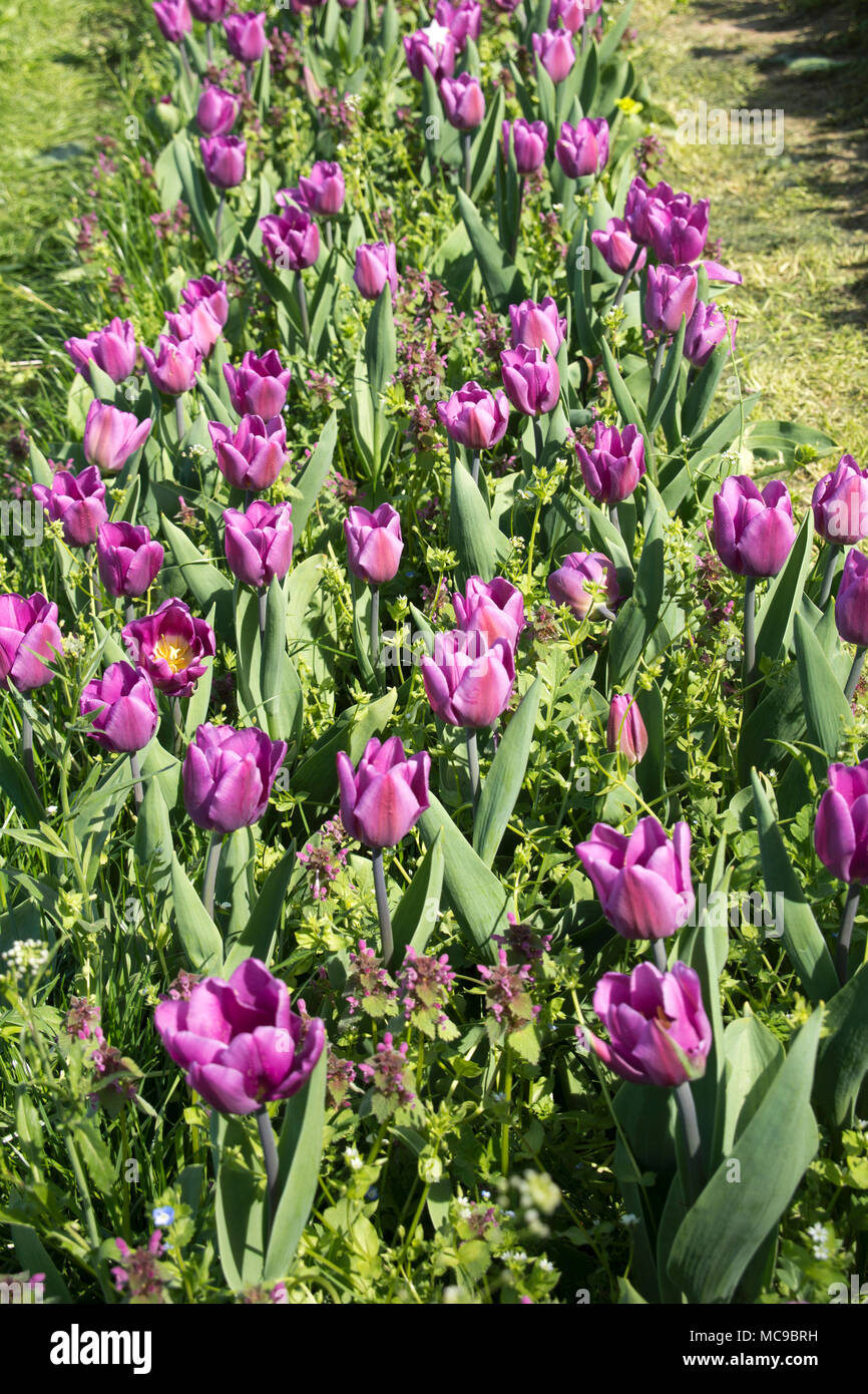 Field with purple tulips in Hungary Stock Photo
