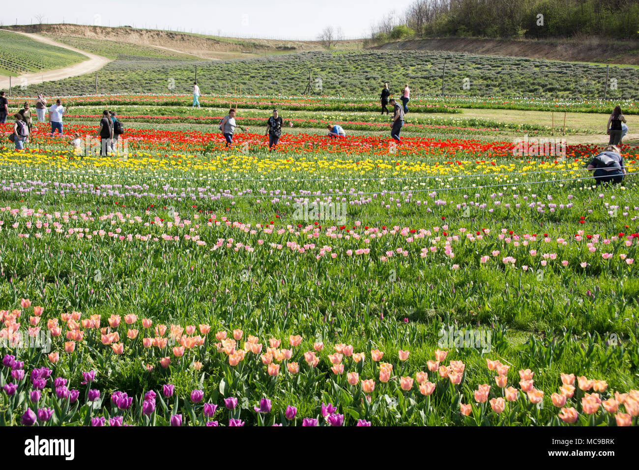 People picking tulips and daffodils in Hungary Stock Photo