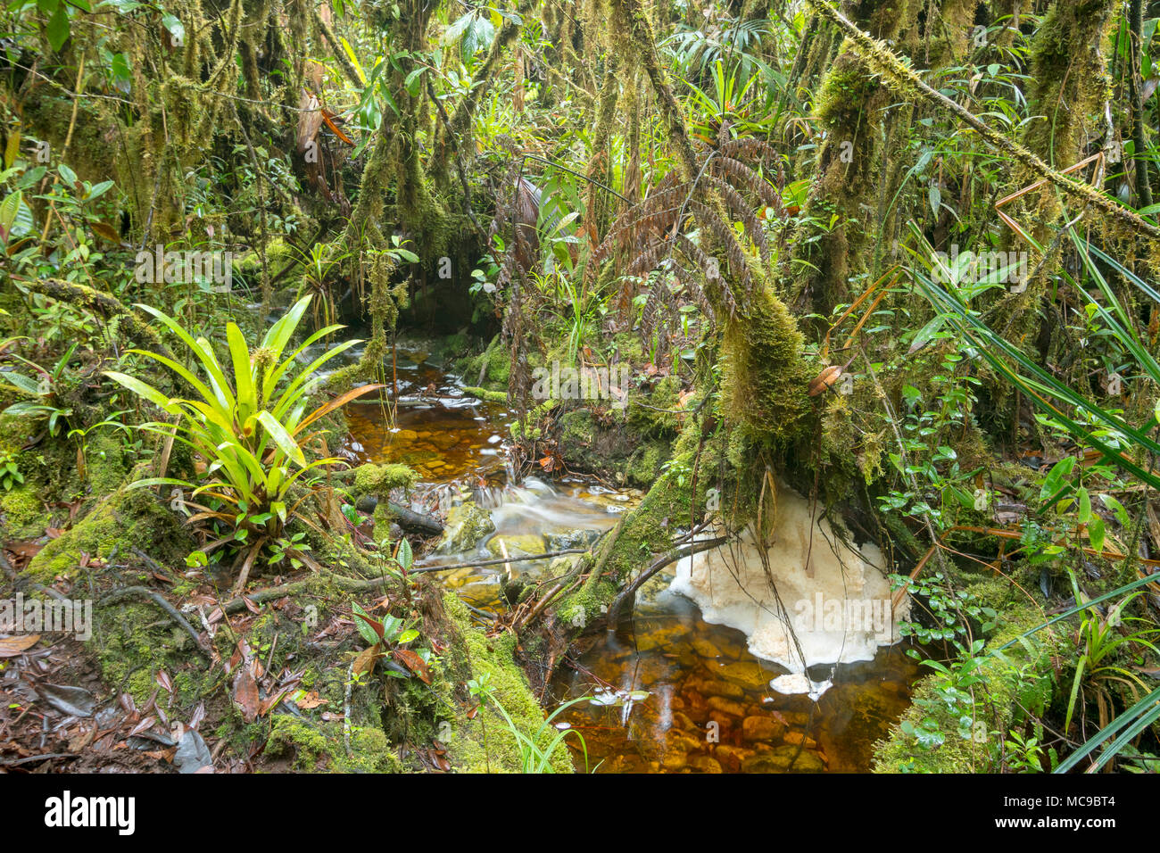 Blackwater stream in mossy montane rainforest at 1500m elevation. With natural river foam. Above Rio Nangaritza, Cordillera del Condor, Ecuador Stock Photo