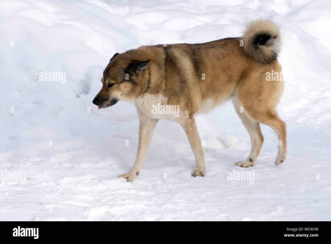 Golden Retriever sitting in front of a white background Stock Photo - Alamy