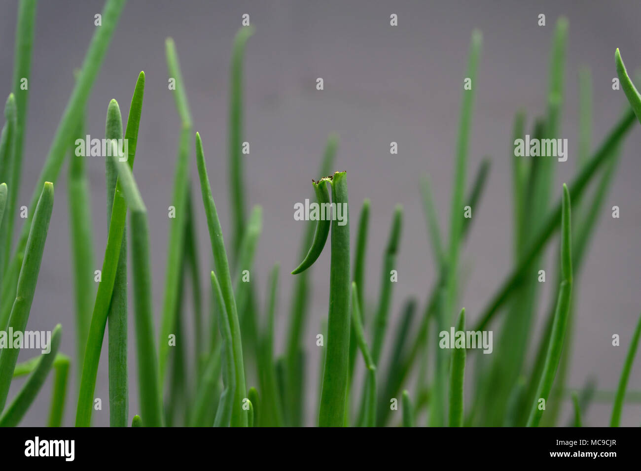 Onion close up texture hi-res stock photography and images - Alamy