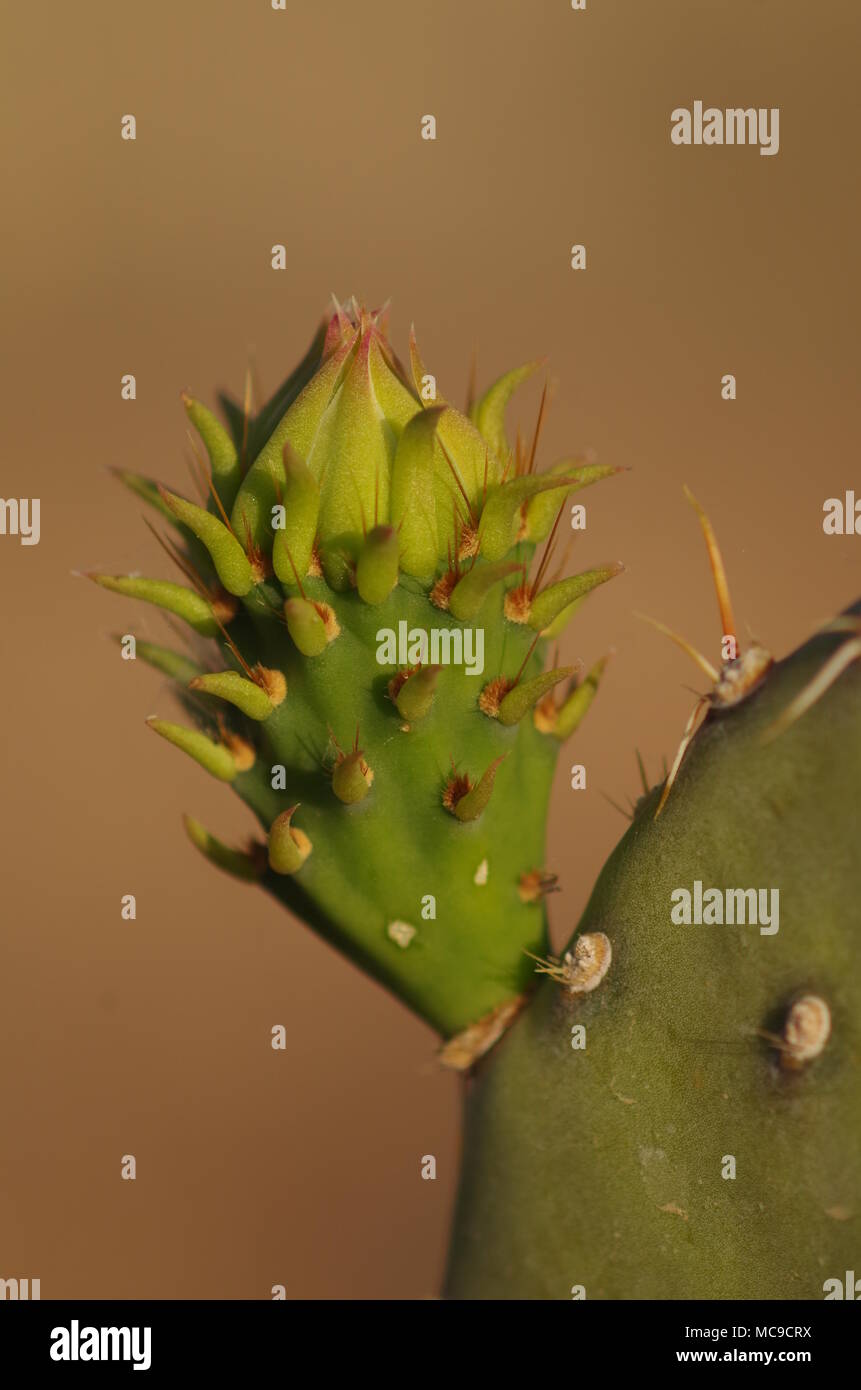 Desert Prickly-pear Cactus Stock Photo