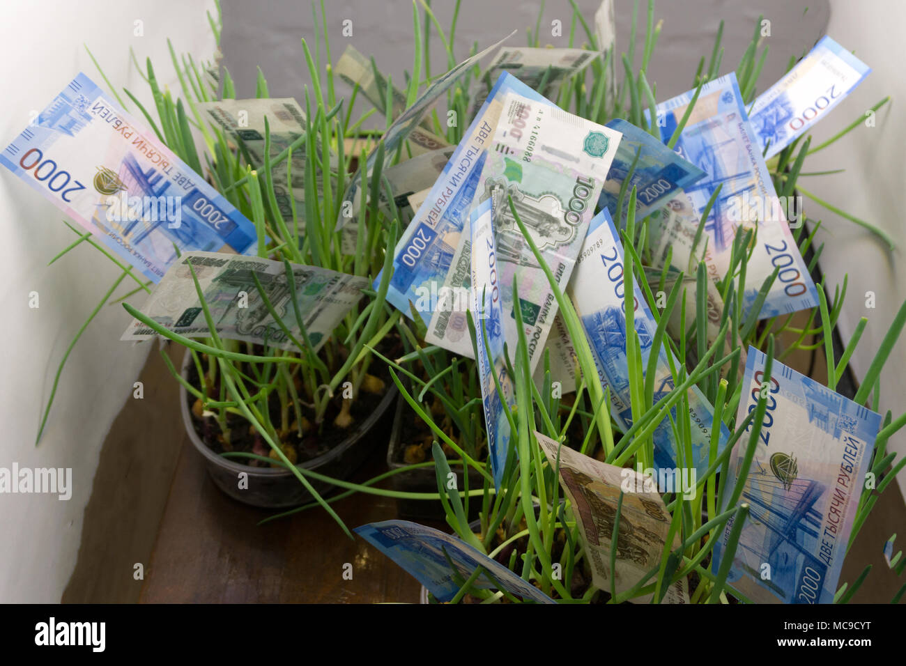 Money grass: russian ruble bills in green grass. Appreciation of russian ruble. Financial concept Stock Photo