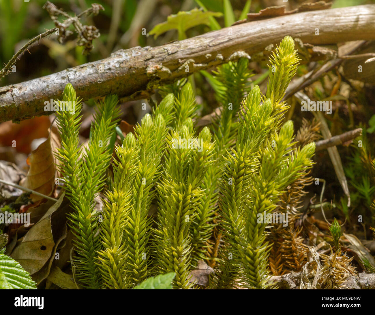 Ground pines Lycopodium Selago rare plant from Red List of Ukraine, Carpathian mountain, Ukraine. Huperzia selago Stock Photo