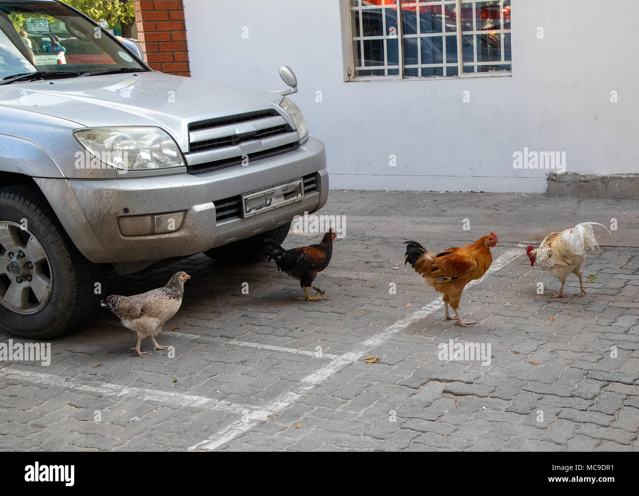 Chicken in the center of the town of Maun in Botswana Stock Photo Alamy