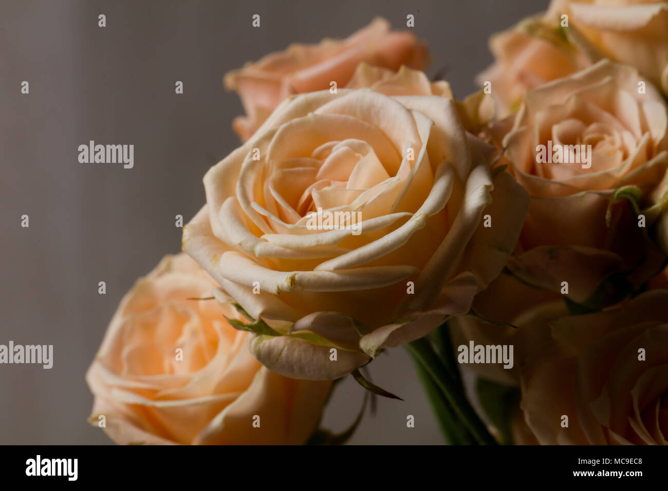 Pink roses bouquet isolated on white background Stock Photo - Alamy