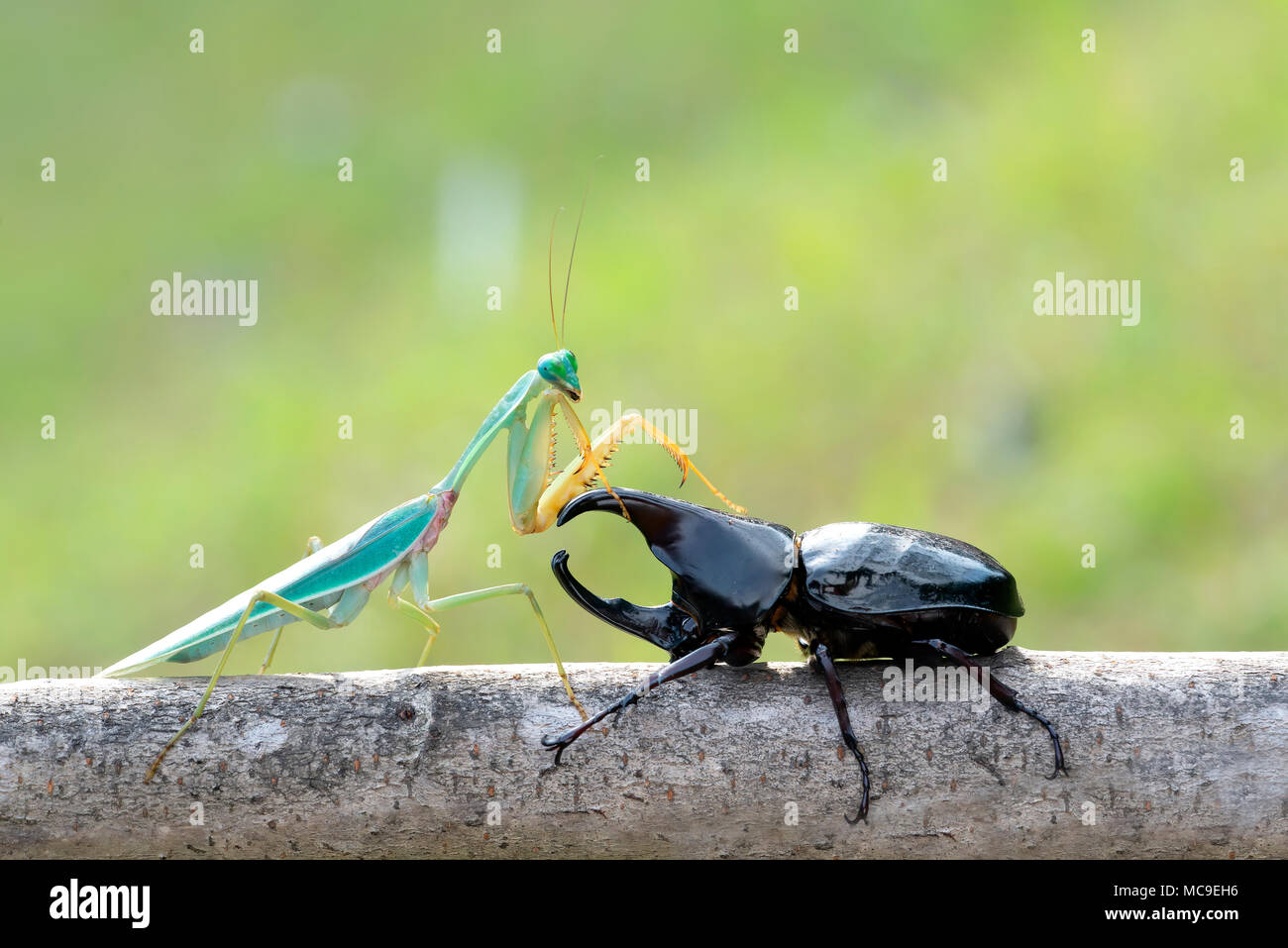 green praying mantis with  rhinoceros beetles. Stock Photo
