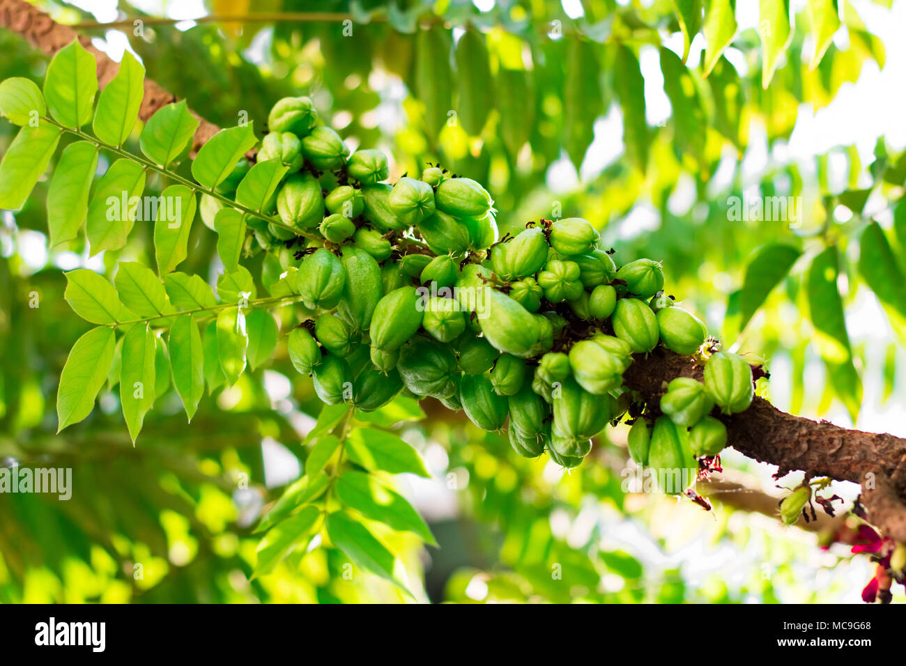 Green gooseberry isolate on tree.Cost-up Stock Photo
