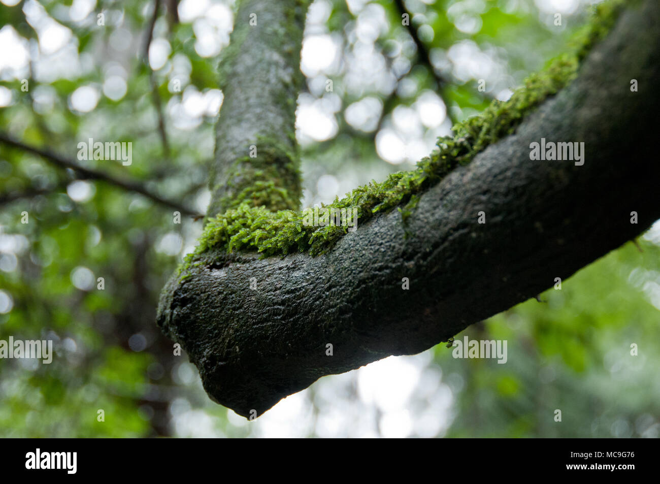 Lichen on oak tree branch hi-res stock photography and images - Alamy