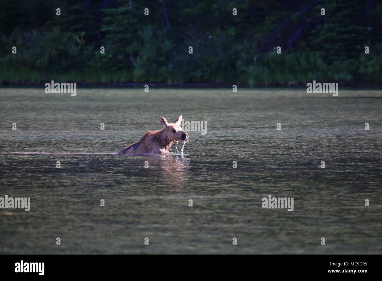 Moose in lake Stock Photo