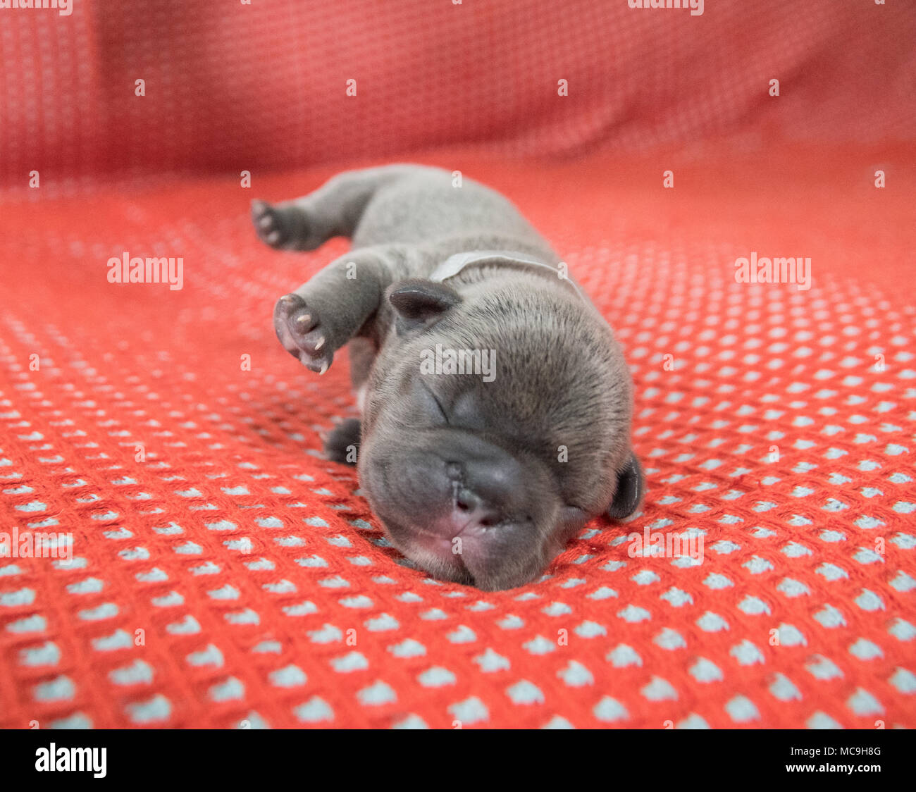 Cute French bulldog puppy sleeping on site with it's legs in the air Stock Photo