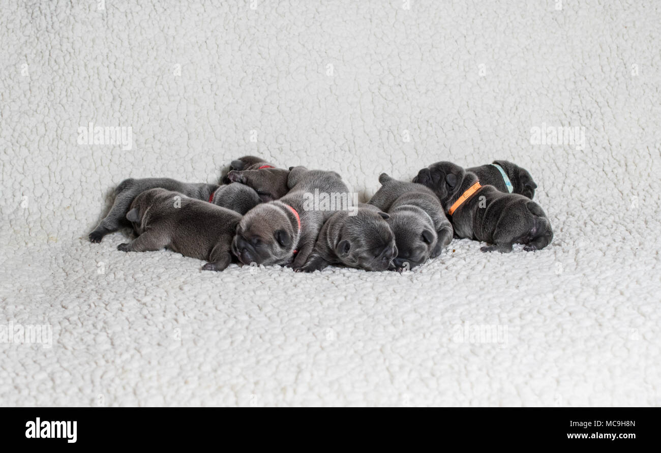 Litter of baby French bulldog pups asleep on a white b;anket Stock Photo