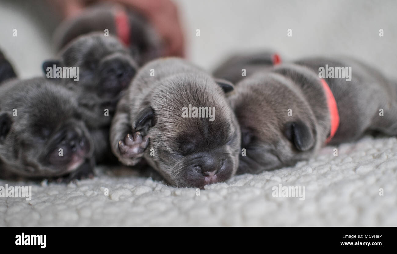 Litter of baby French bulldog pups asleep on a white b;anket Stock Photo