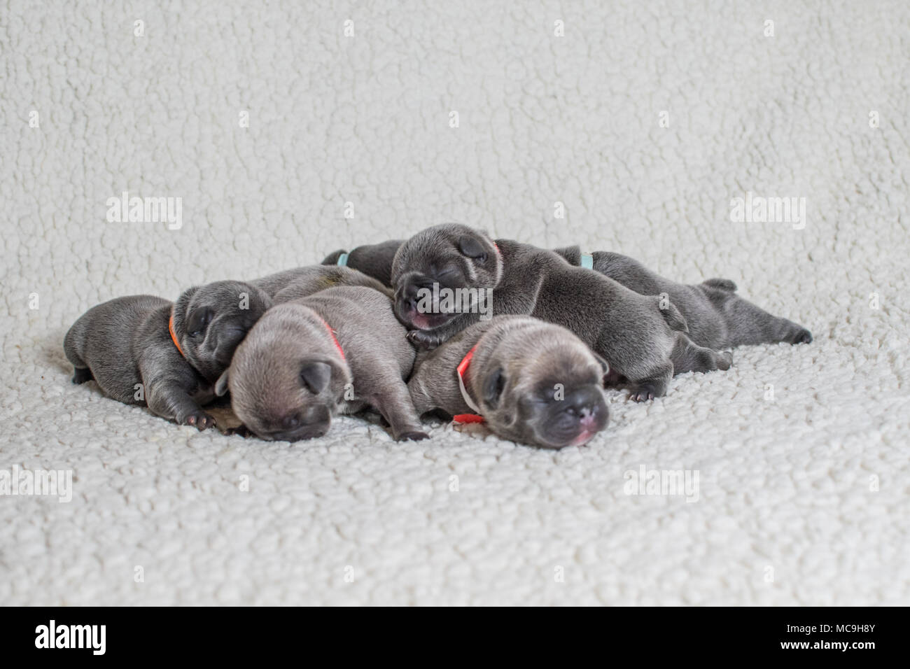 Litter of baby French bulldog pups asleep on a white b;anket Stock Photo