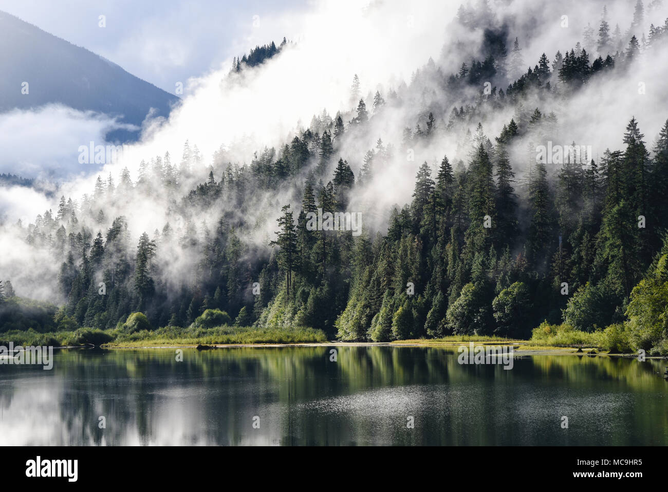 Mist and morning sunlight through lake side evergreen trees Stock Photo