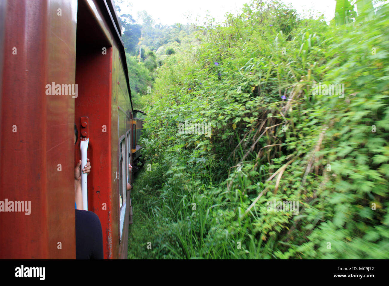 Taking a scenic train ride from Ella to Kandy, passing some tropical vegetation Stock Photo
