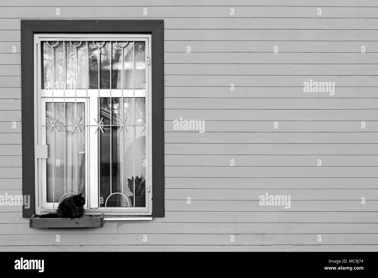 In the box at the home window the cat is sitting. Black and white photography. Stock Photo