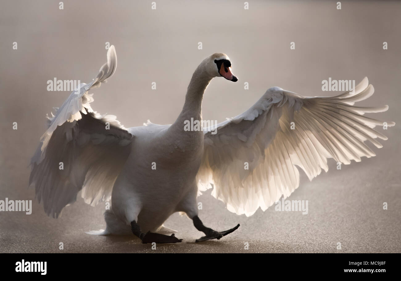 Mute swan landing hires stock photography and images Alamy