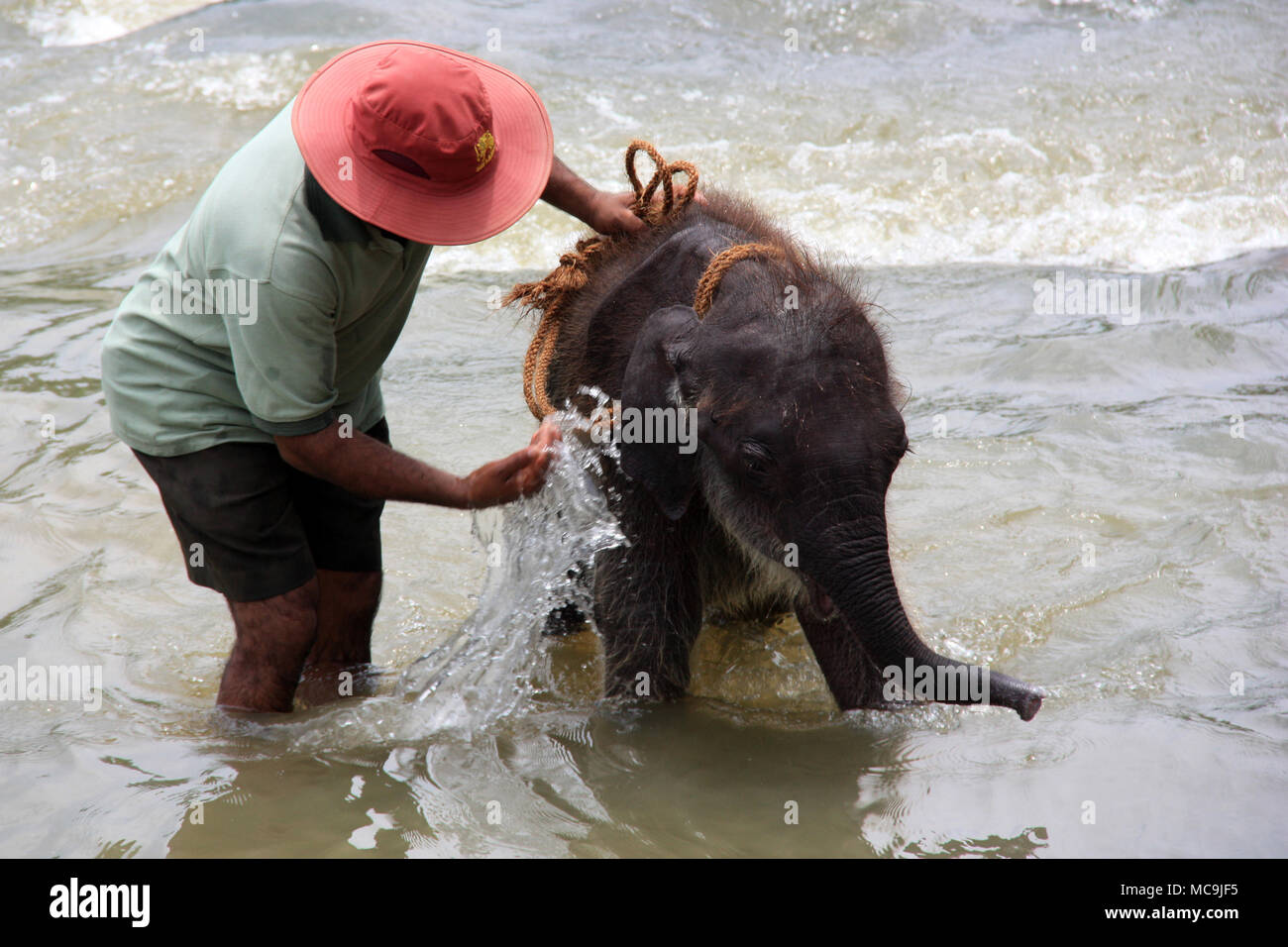 Cute Baby Elephant taking a bath and being washed by the keeper at the