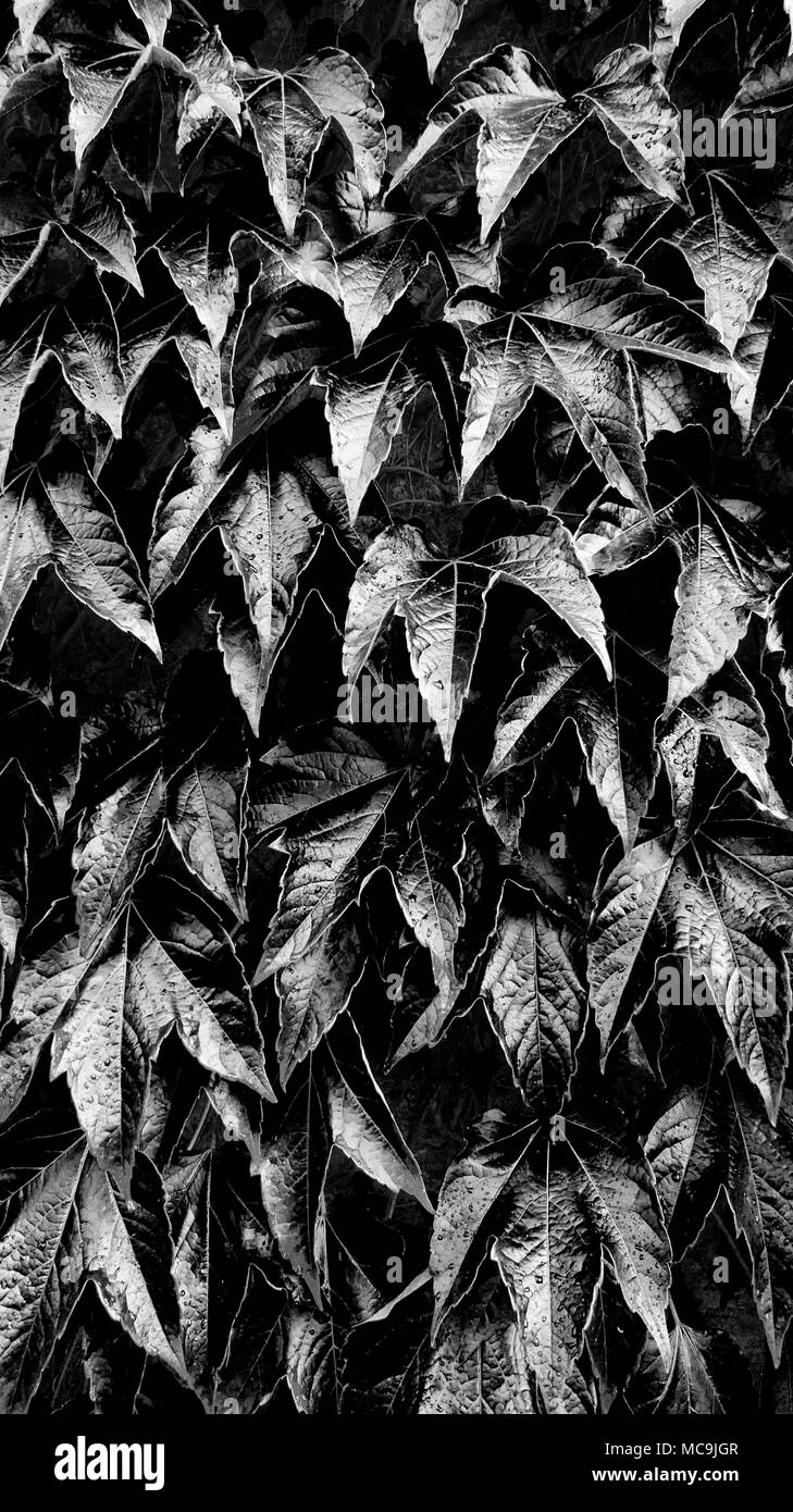 Black gloss texture Black and White Stock Photos & Images - Alamy