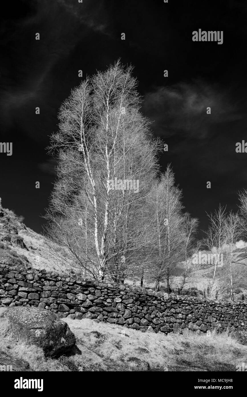 Infrared trees, Watendlath, Cumbria. Stock Photo