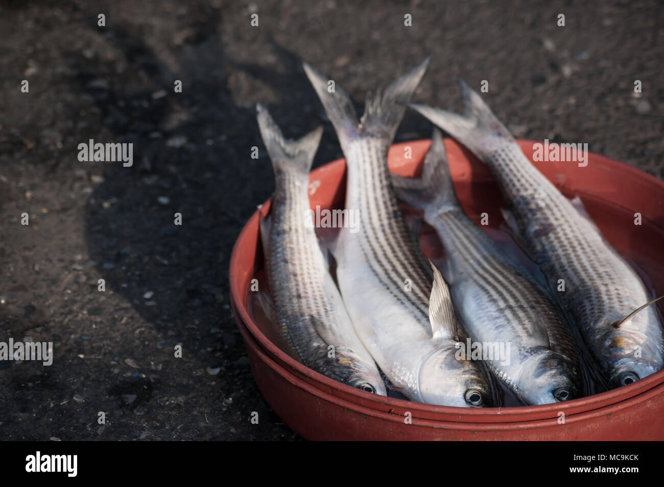 Just caught fresh fish hi-res stock photography and images - Alamy