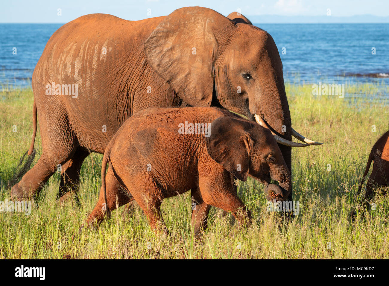 African Elephants- mother and baby near Lake Kariba, Zimbabwe Stock Photo