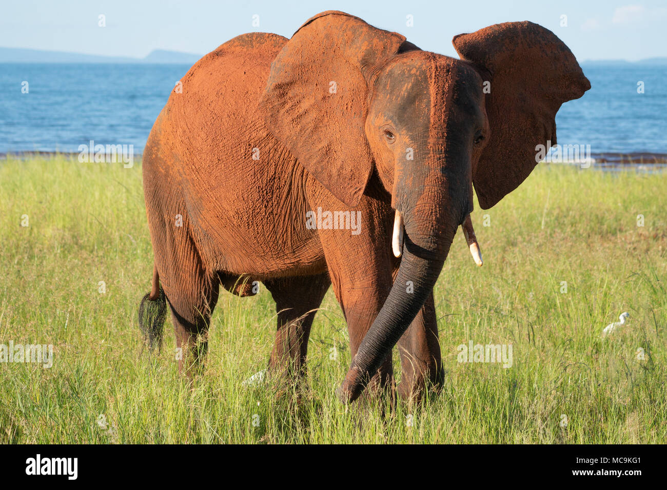 African Elephant near Lake Kariba, Zimbabwe Stock Photo